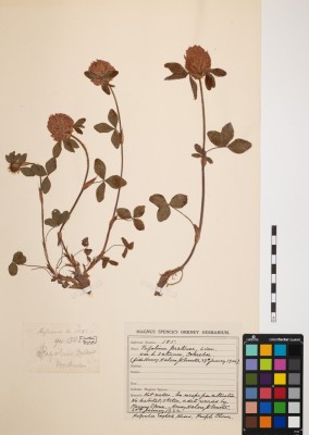 Red Clover